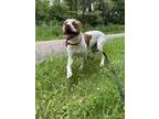 Adopt Hercules a Pit Bull Terrier