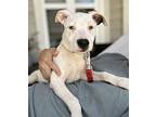 For You Page Mountain Cur Puppy Female