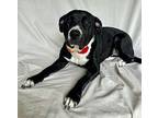 Ethel Anatolian Shepherd Adult Female