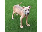TEDDY American Bulldog Young Male