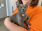 Boss Babe Domestic Shorthair Kitten Female