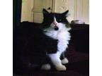 Mekish Domestic Longhair Kitten Male