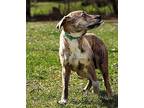 Moxie Mountain Cur Young Female