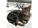 DONATELLA Domestic Mediumhair Young Female