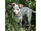 Adopt Marty a Labrador Retriever, Dalmatian