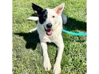 Adopt Gus a Border Collie
