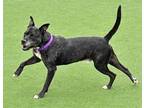 Max American Pit Bull Terrier Senior Male