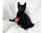 Xavier Johnson Domestic Shorthair Kitten Male