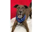 Adopt Rocky a German Shepherd Dog
