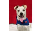Adopt Simon a Jack Russell Terrier