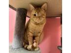 Adopt One Eyed Joe a Domestic Short Hair
