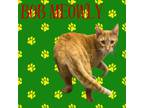 Adopt Bob Meowly a Domestic Short Hair