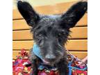 Adopt Felix a Cairn Terrier