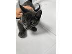 Adopt Hank a Domestic Short Hair