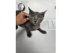 Adopt Hadrian a Domestic Short Hair