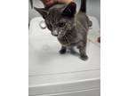 Adopt Harry a Domestic Short Hair