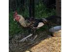 Adopt Angel a Chicken