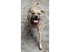 Adopt Oliver a Retriever, Mixed Breed