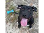 Adopt Puppy a Labrador Retriever, Pit Bull Terrier