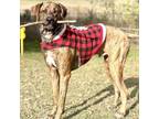 Adopt Moose a Catahoula Leopard Dog