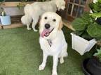 Adopt Redford SAT a Great Pyrenees, Golden Retriever