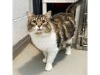 Adopt Bailey a Domestic Long Hair