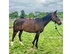 Adopt Micah a Quarterhorse
