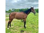 Adopt Arlo a Quarterhorse
