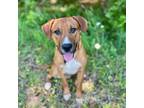 Adopt Heckin Wadsworth a Boxer