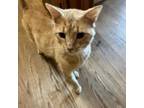 Adopt Tyson a Domestic Short Hair