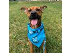 Adopt Dino a Black Mouth Cur, Mixed Breed