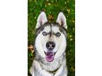 Adopt Roman a Siberian Husky, Mixed Breed