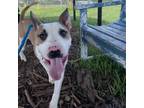 Adopt Stitch a Bull Terrier