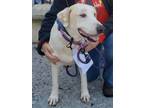 Adopt Buster 3169 a German Shepherd Dog