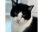 Adopt Dakota a Domestic Short Hair