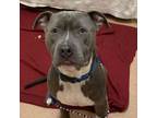 Adopt Marley a Mixed Breed, Pit Bull Terrier