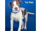 Adopt Turtles a Pit Bull Terrier, Mixed Breed
