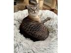 Adopt Jasper Chibis a Siamese, Domestic Short Hair