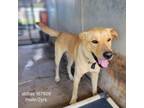 Adopt Abbas(Dakota) a Yellow Labrador Retriever