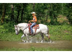 Beginner and Family Friendly Gray Percheron Quarter Horse Crossbred Mare