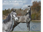 Exceptionally Fancy Broke Grey Tennessee Walking Horse