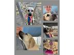 Adopt Timber a Black Mouth Cur