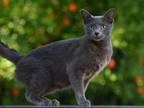 Russian Blue Female