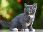 Russian Blue Female Kitten