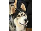 Adopt Benny a Siberian Husky