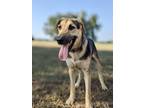Adopt Bronx a Shepherd