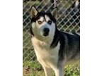 Adopt Doc a Husky