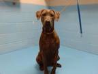 Adopt DAPHNE a Weimaraner