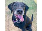 Adopt Dottie a Labrador Retriever