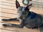 Adopt LADYBUG* a Pit Bull Terrier